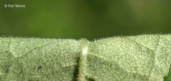 Слика од Helianthus hirsutus Rafin.