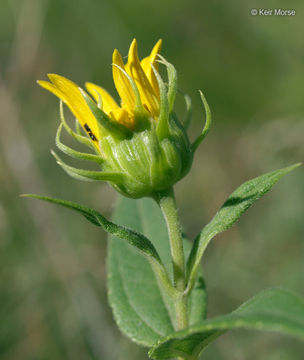 Слика од Helianthus hirsutus Rafin.