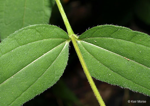 Слика од Helianthus hirsutus Rafin.