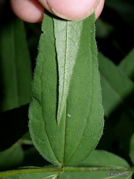 Слика од Helianthus hirsutus Rafin.