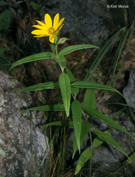 Слика од Helianthus hirsutus Rafin.