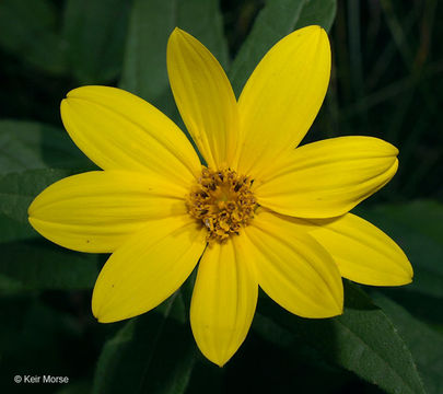 Слика од Helianthus hirsutus Rafin.