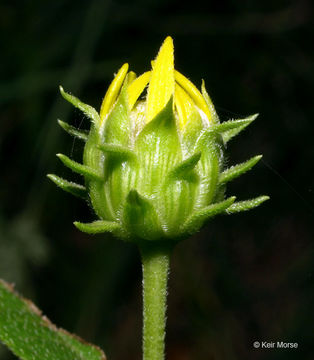 Слика од Helianthus hirsutus Rafin.