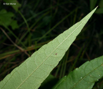 Image of hairy sunflower