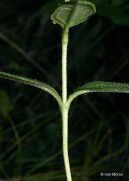 Слика од Helianthus hirsutus Rafin.