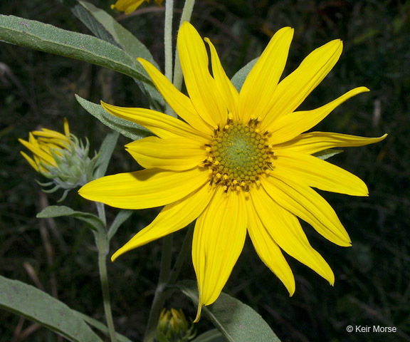 Image of Maximilian sunflower