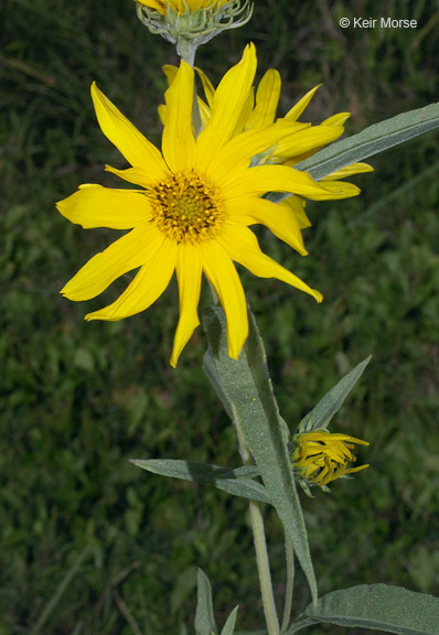 Image of Maximilian sunflower