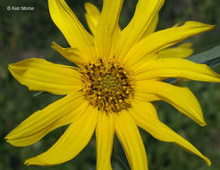 Image of Maximilian sunflower