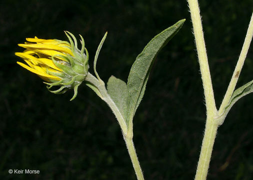 Image of Maximilian sunflower