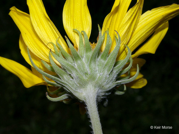 Image of Maximilian sunflower