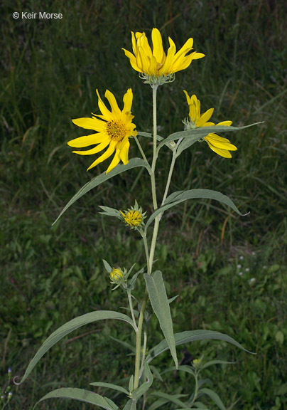 Image of Maximilian sunflower