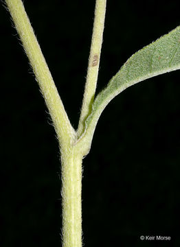 Image of Maximilian sunflower