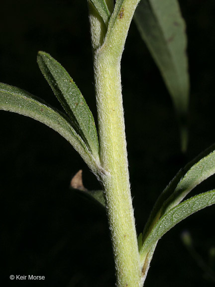 Image of Maximilian sunflower