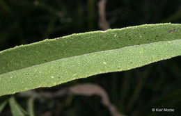 Image of Maximilian sunflower