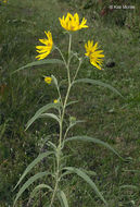 Image of Maximilian sunflower