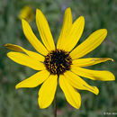 Image of stiff sunflower