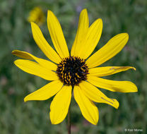 Image of stiff sunflower