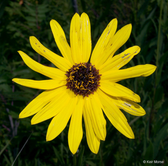 Image of stiff sunflower