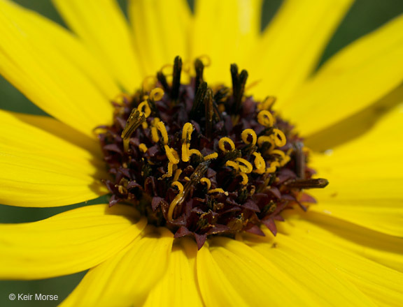 Image of stiff sunflower