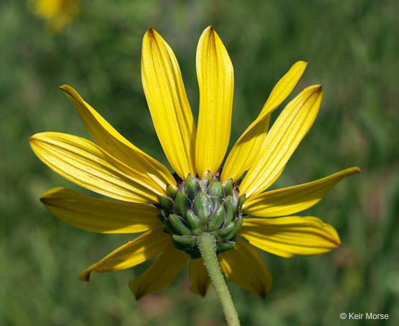 Image of stiff sunflower