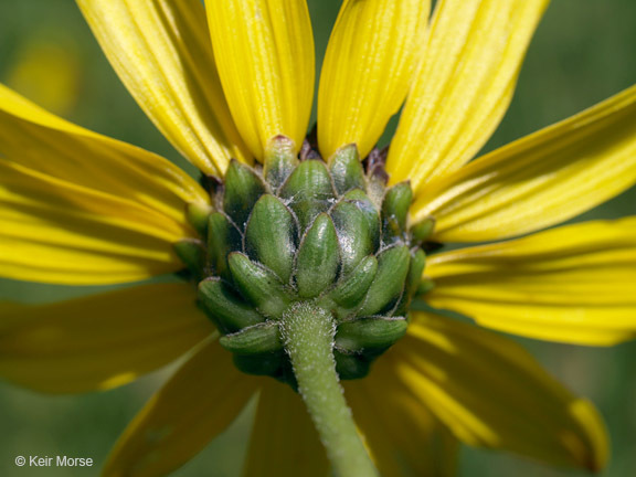 Image of stiff sunflower