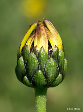 Image of stiff sunflower