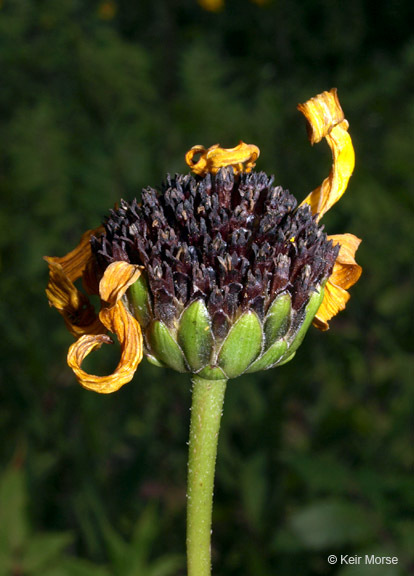 Image of stiff sunflower