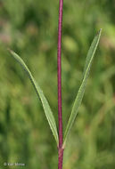 Image of stiff sunflower