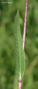 Image of stiff sunflower