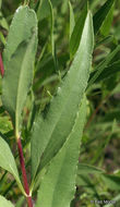 Image of stiff sunflower