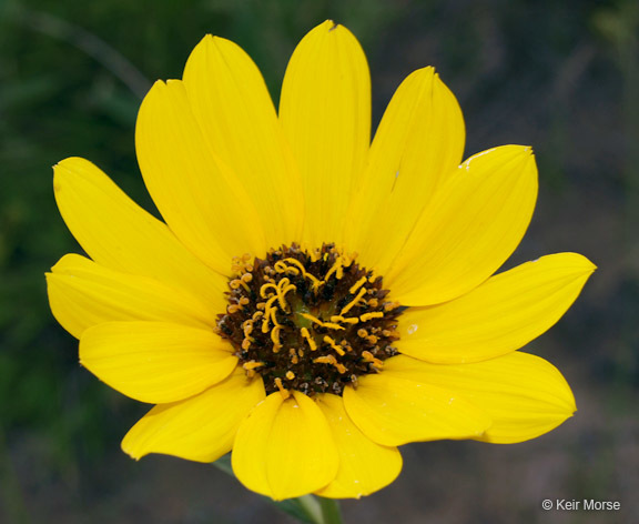 Image of stiff sunflower