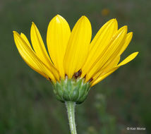 Image of stiff sunflower