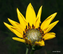 Image of stiff sunflower