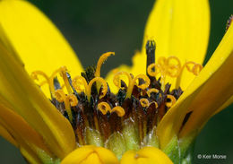 Image of stiff sunflower