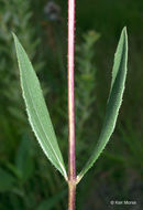 Image of stiff sunflower