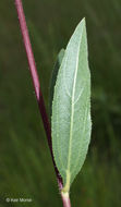 Image of stiff sunflower