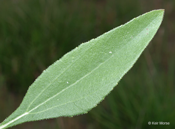 Image of stiff sunflower