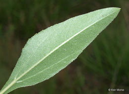 Image of stiff sunflower