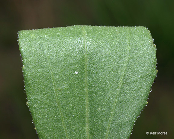 Image of stiff sunflower