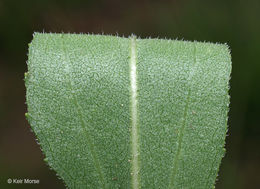 Image of stiff sunflower