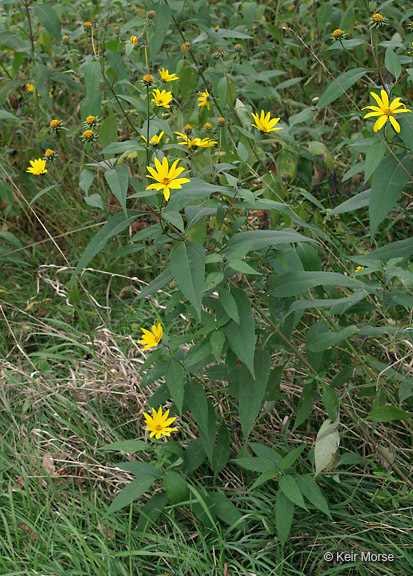 Image of Jerusalem artichoke