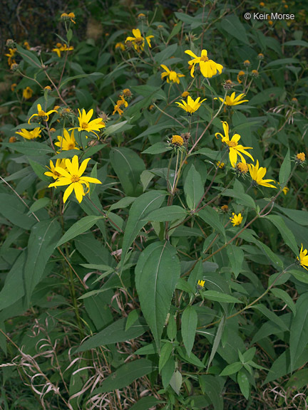 Image of Jerusalem artichoke