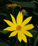 Image of Jerusalem artichoke