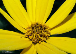 Image of Jerusalem artichoke