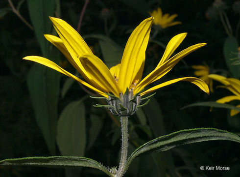 Image of Jerusalem artichoke