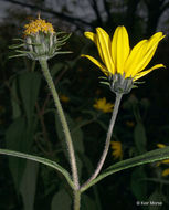 Image of Jerusalem artichoke