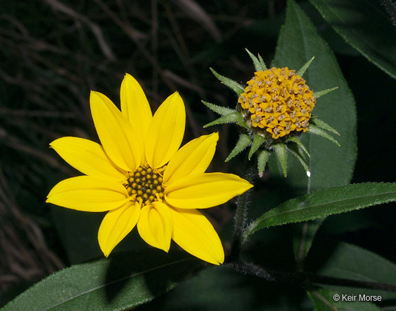 Image of Jerusalem artichoke