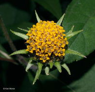 Image of Jerusalem artichoke