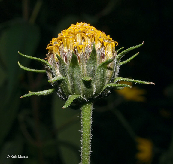 Image of Jerusalem artichoke