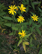 Image of Jerusalem artichoke